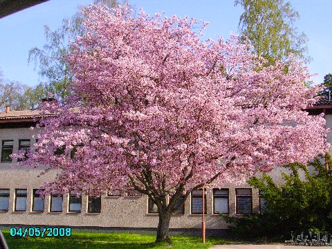 Kirsikkapuu Helsinki